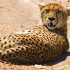 Gepard in Masai Mara