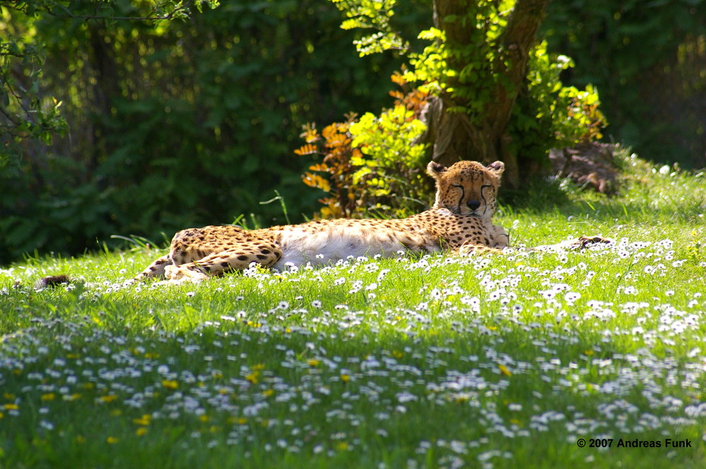 Gepard in Mittagssonne