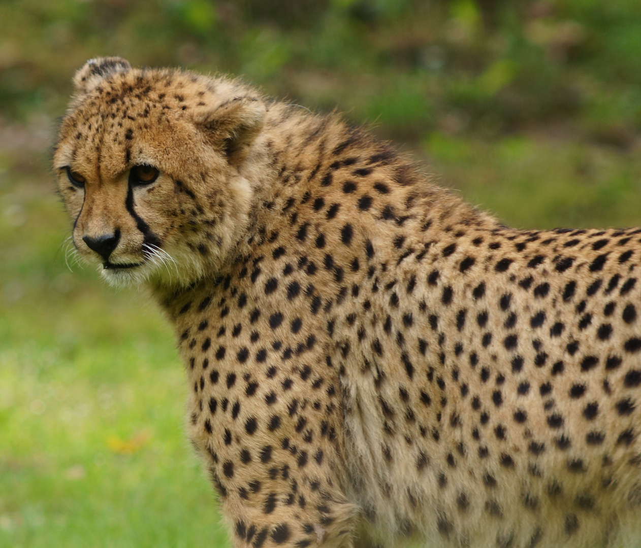 Gepard in Münster gesichtet