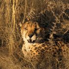 Gepard in Namibia ...