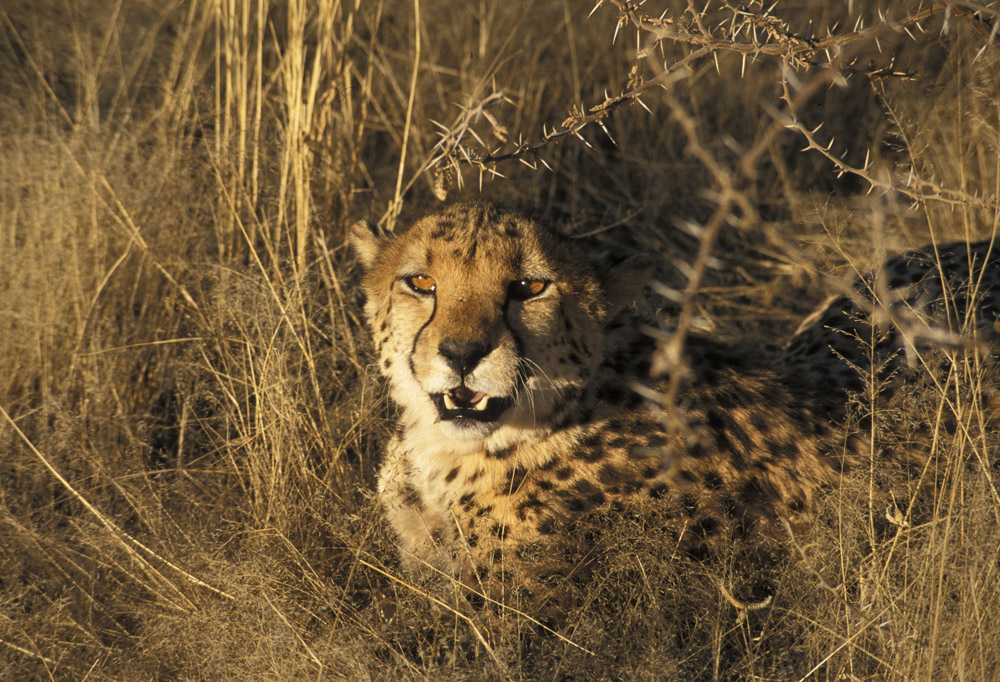 Gepard in Namibia ...