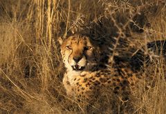Gepard in Namibia ...