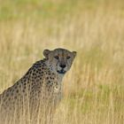 gepard in namibia