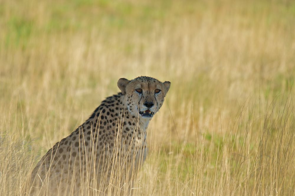 gepard in namibia