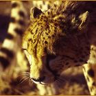 Gepard in Namibia, Afrika