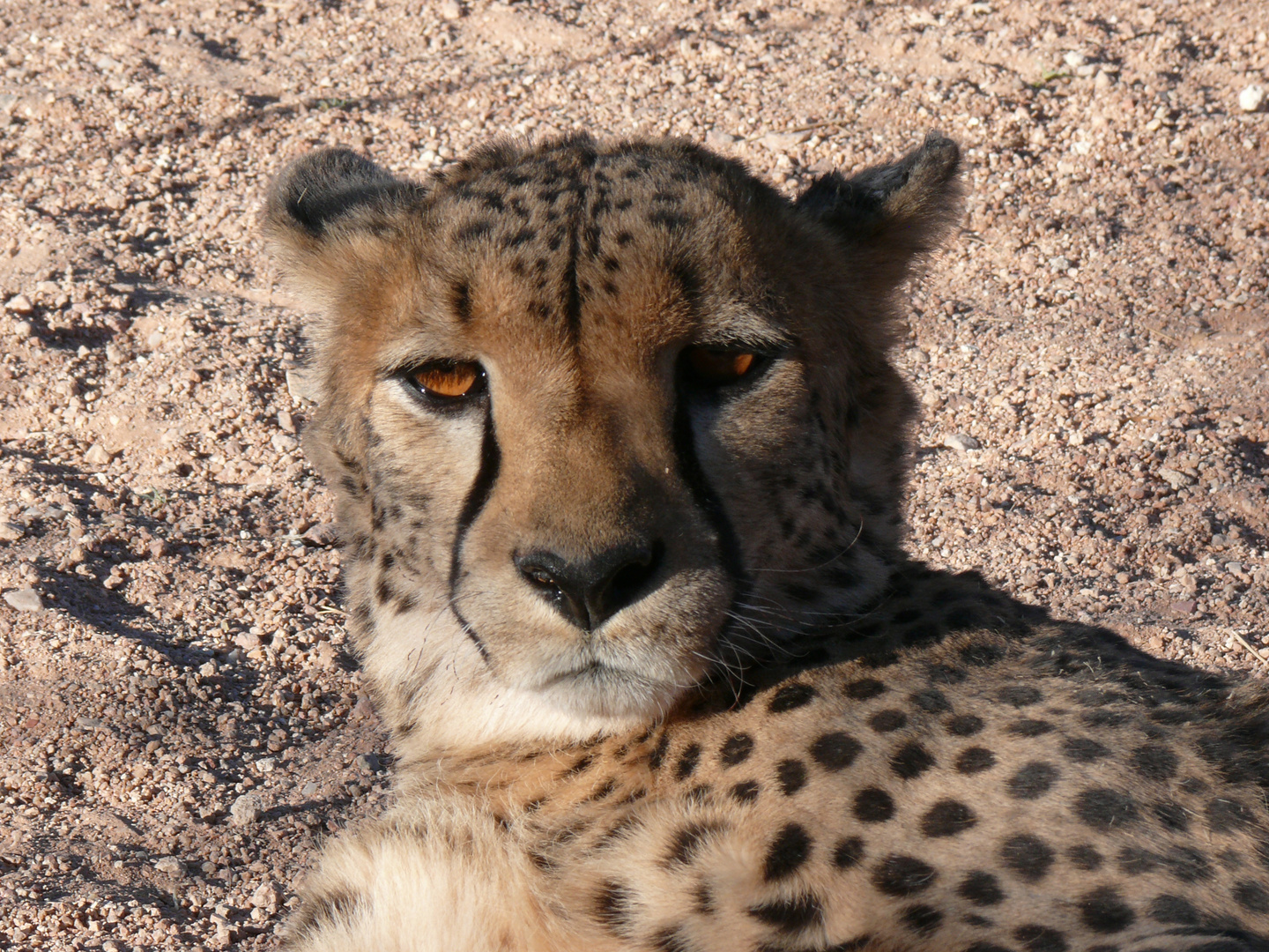 Gepard in Namibia als Haustier Foto & Bild | tiere, wildlife ...