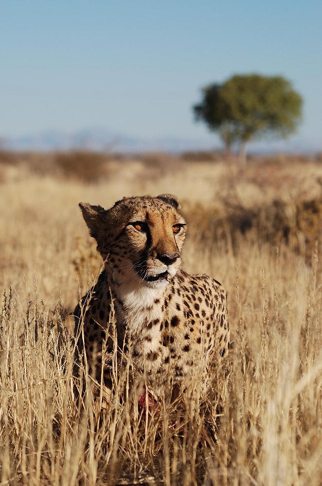 Gepard in Namibia