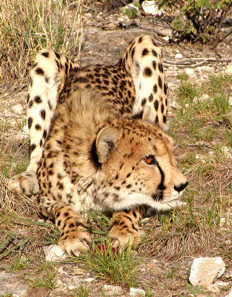 Gepard in Namibia