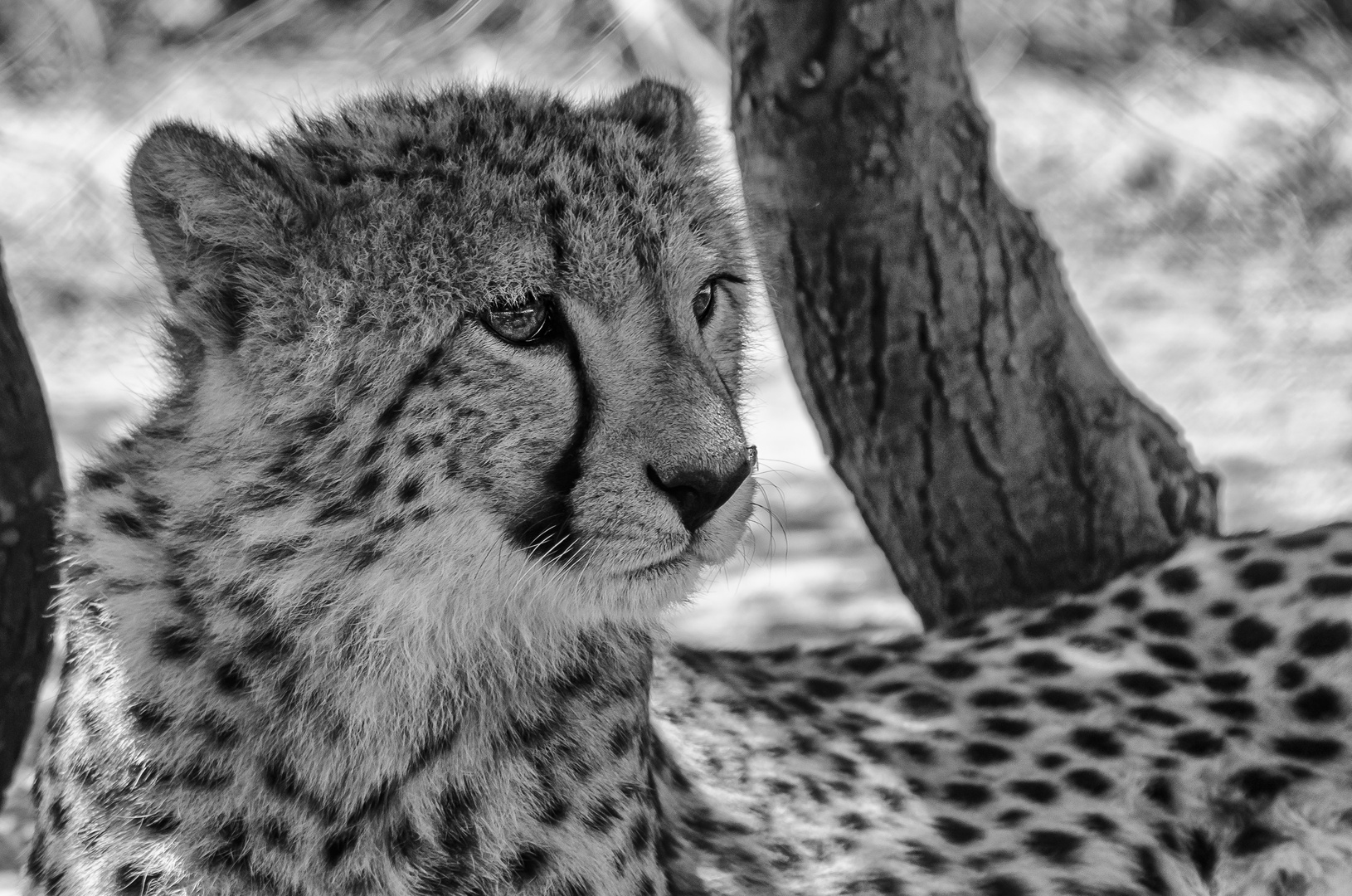 Gepard in Namibia