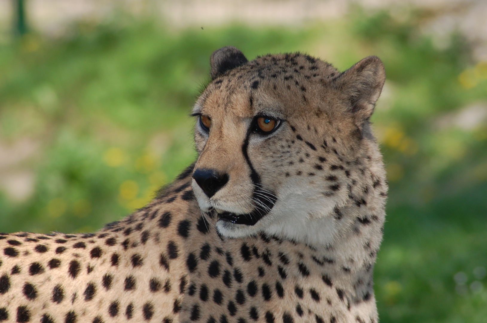 Gepard in Schmiding