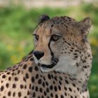 Gepard in Schmiding