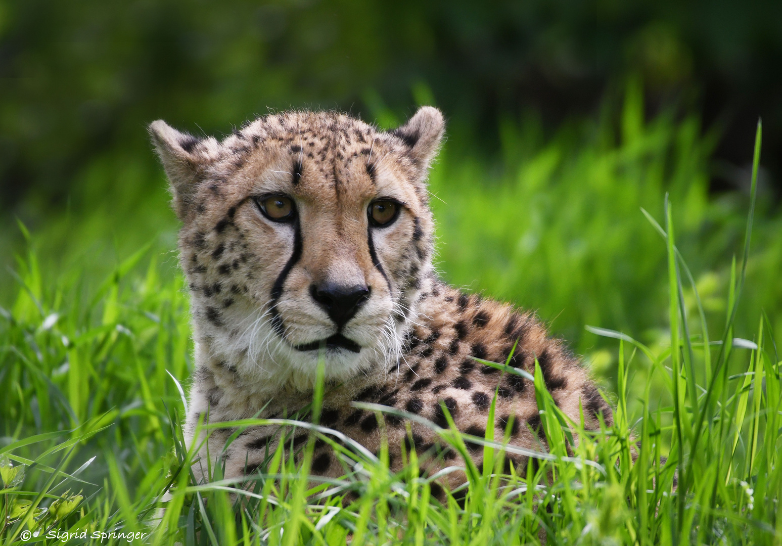 Gepard in Schönbrunn