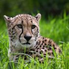 Gepard in Schönbrunn