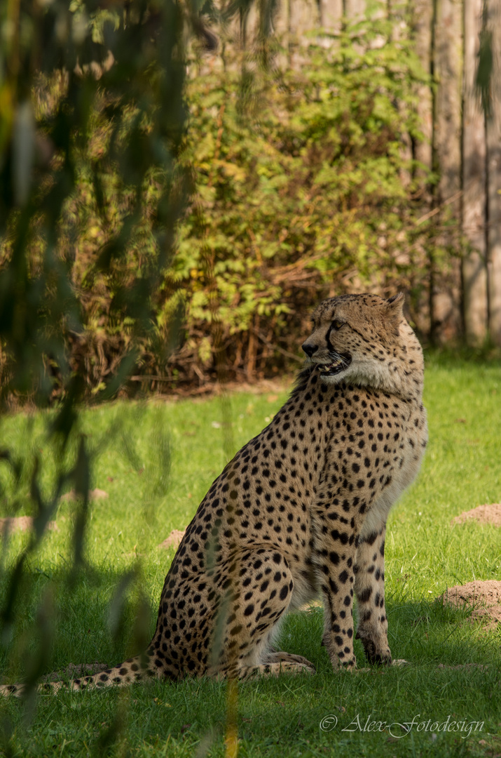 Gepard in schönem Licht