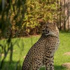 Gepard in schönem Licht