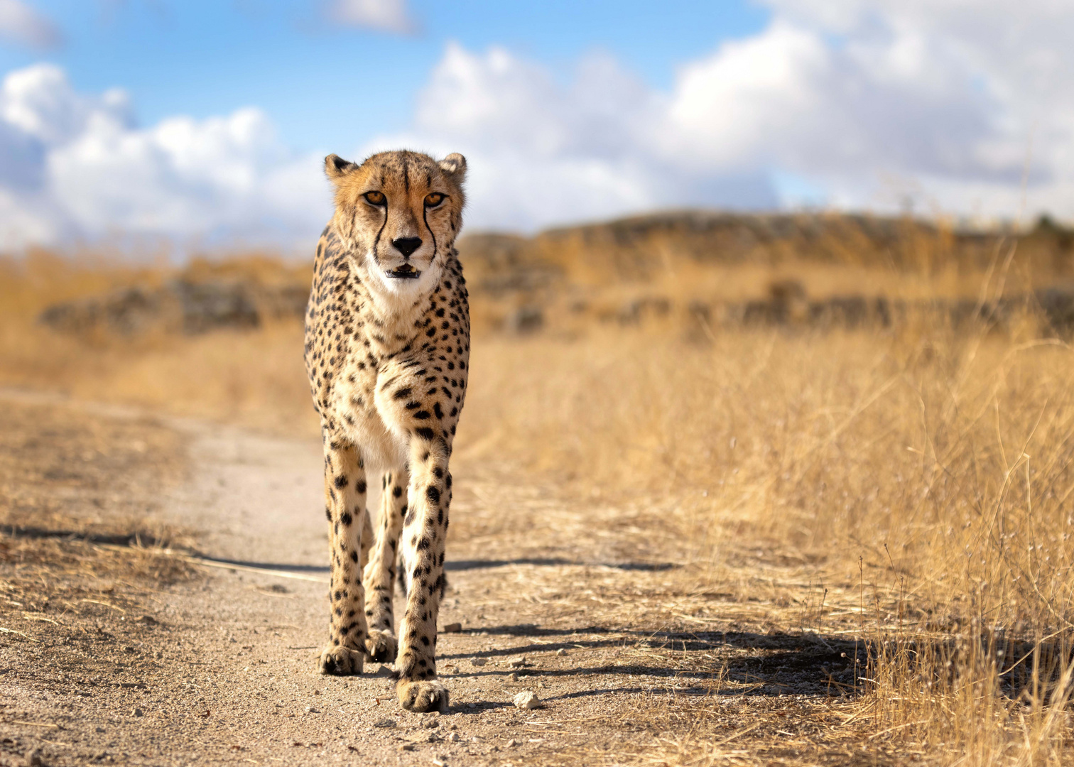 Gepard in Spanien