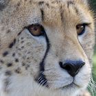 Gepard in Südafrika