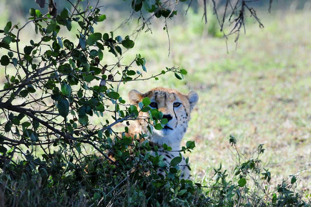 Gepard in Tansania von LJH 