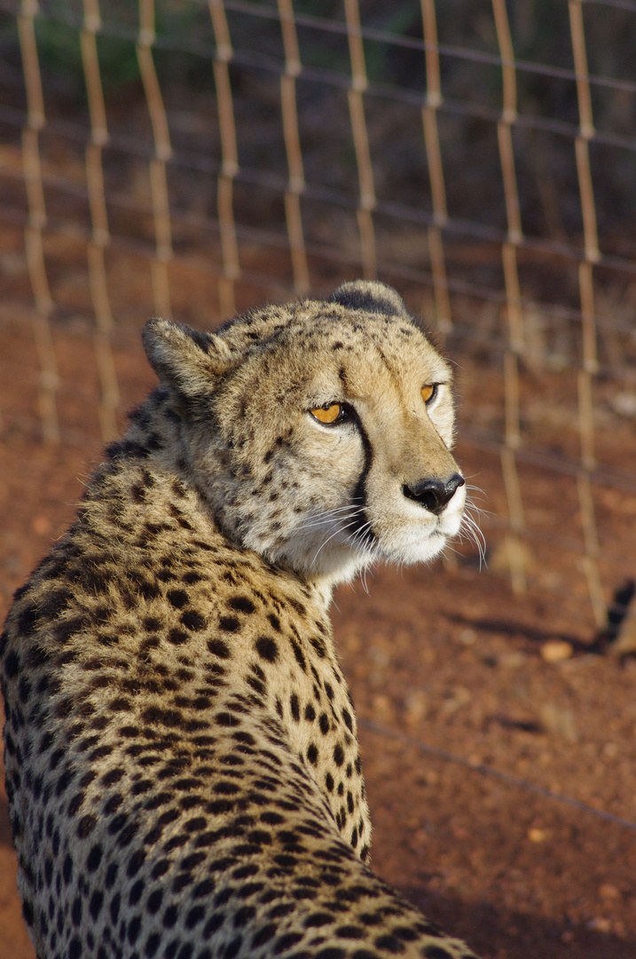 Gepard in Thanda, Südafrika 2013