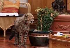 Gepard jr. auf der Terrasse :)