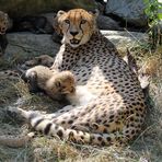 Gepard / Jungtiere -11- 