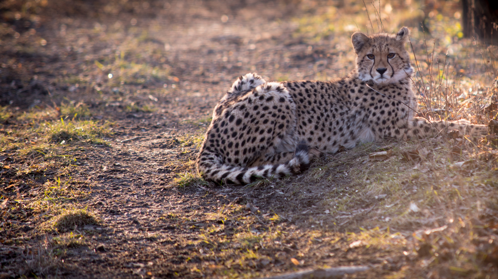 Gepard juvenil ca. 8 Monate alt