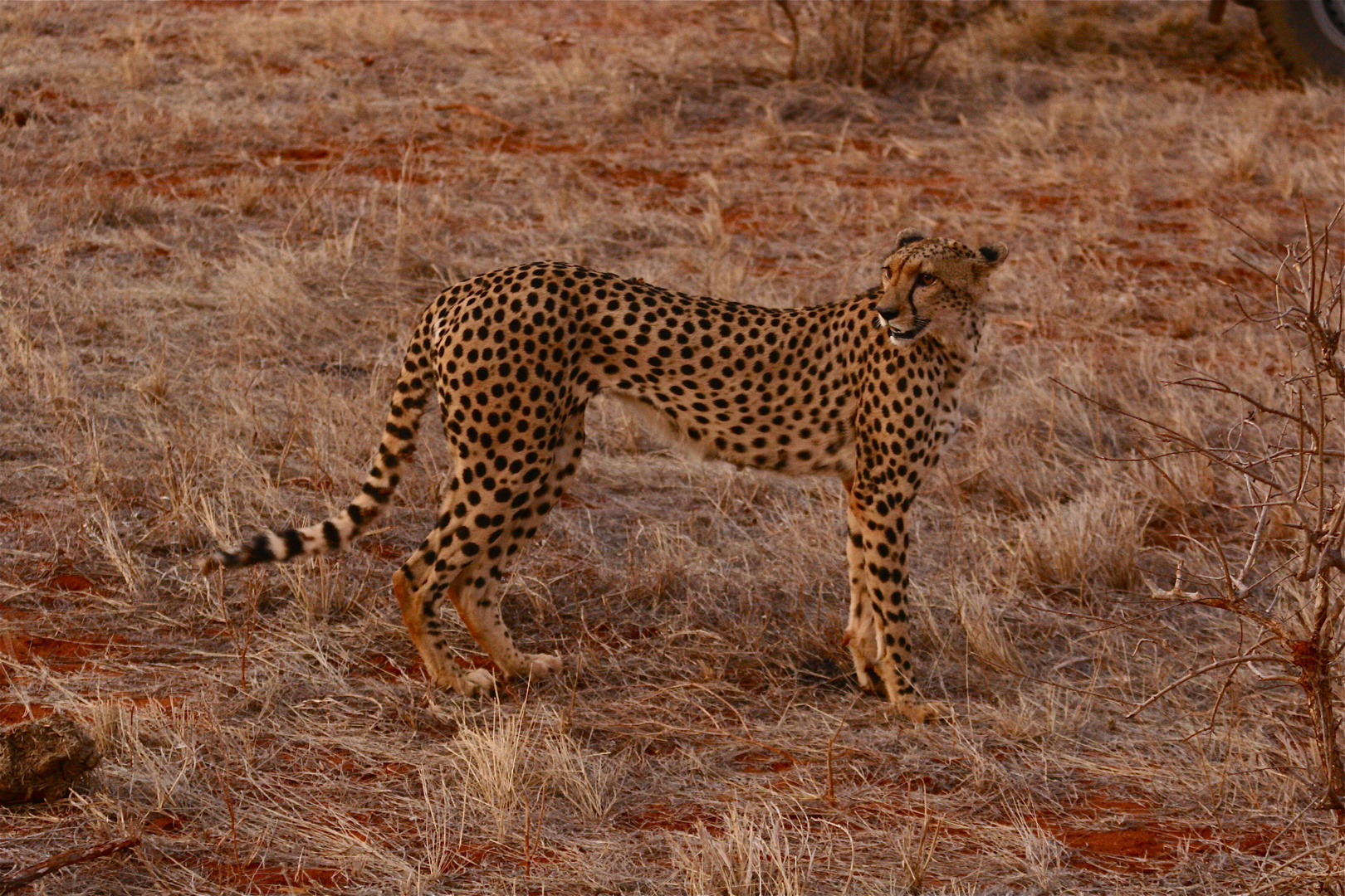 GEPARD      KENIA