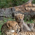 Gepard-Kids
