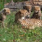Gepard-Kids