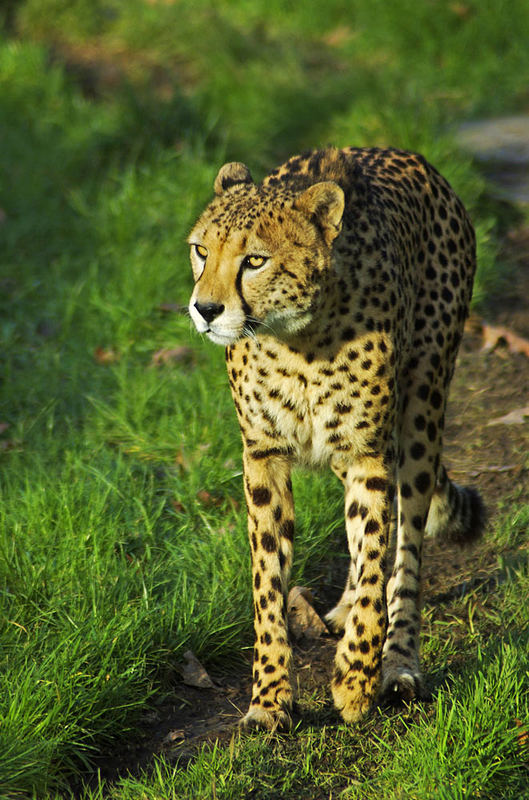 Gepard Kölner Zoo