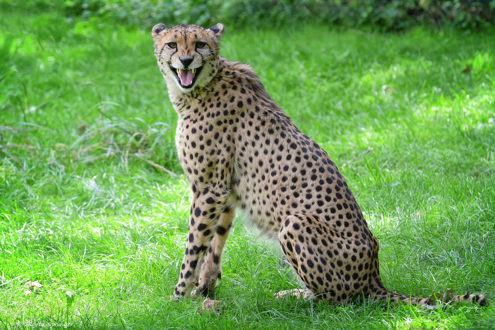 Gepard lächelt