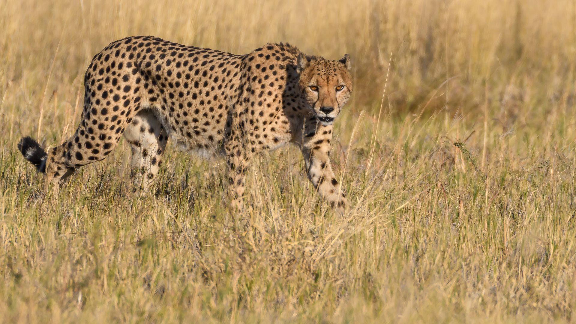 Gepard M (Acinonyx jubatus)