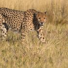 Gepard M (Acinonyx jubatus)