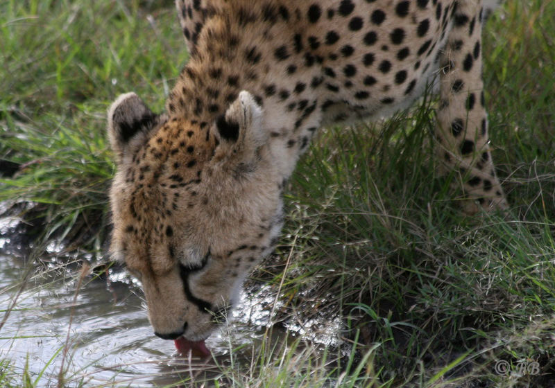 Gepard Maasai Mara Gebiet Kenya