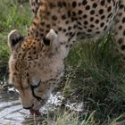 Gepard Maasai Mara Gebiet Kenya