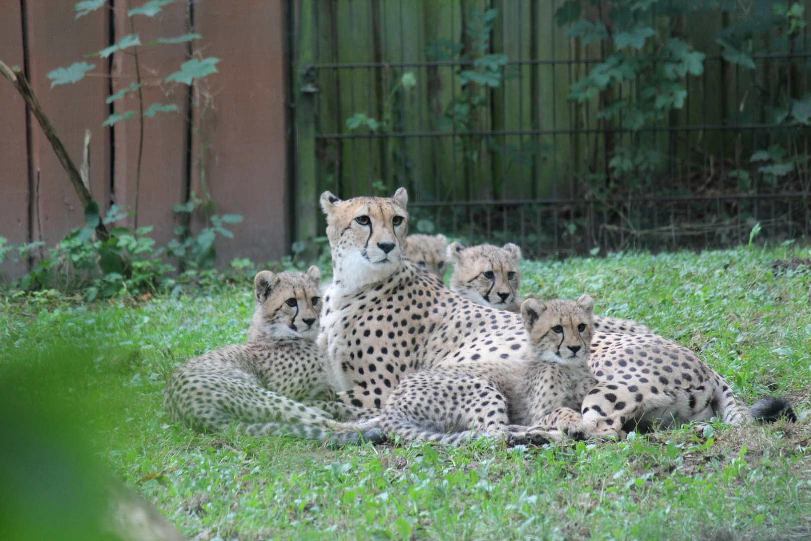 Gepard Malika und Ihre Kinder