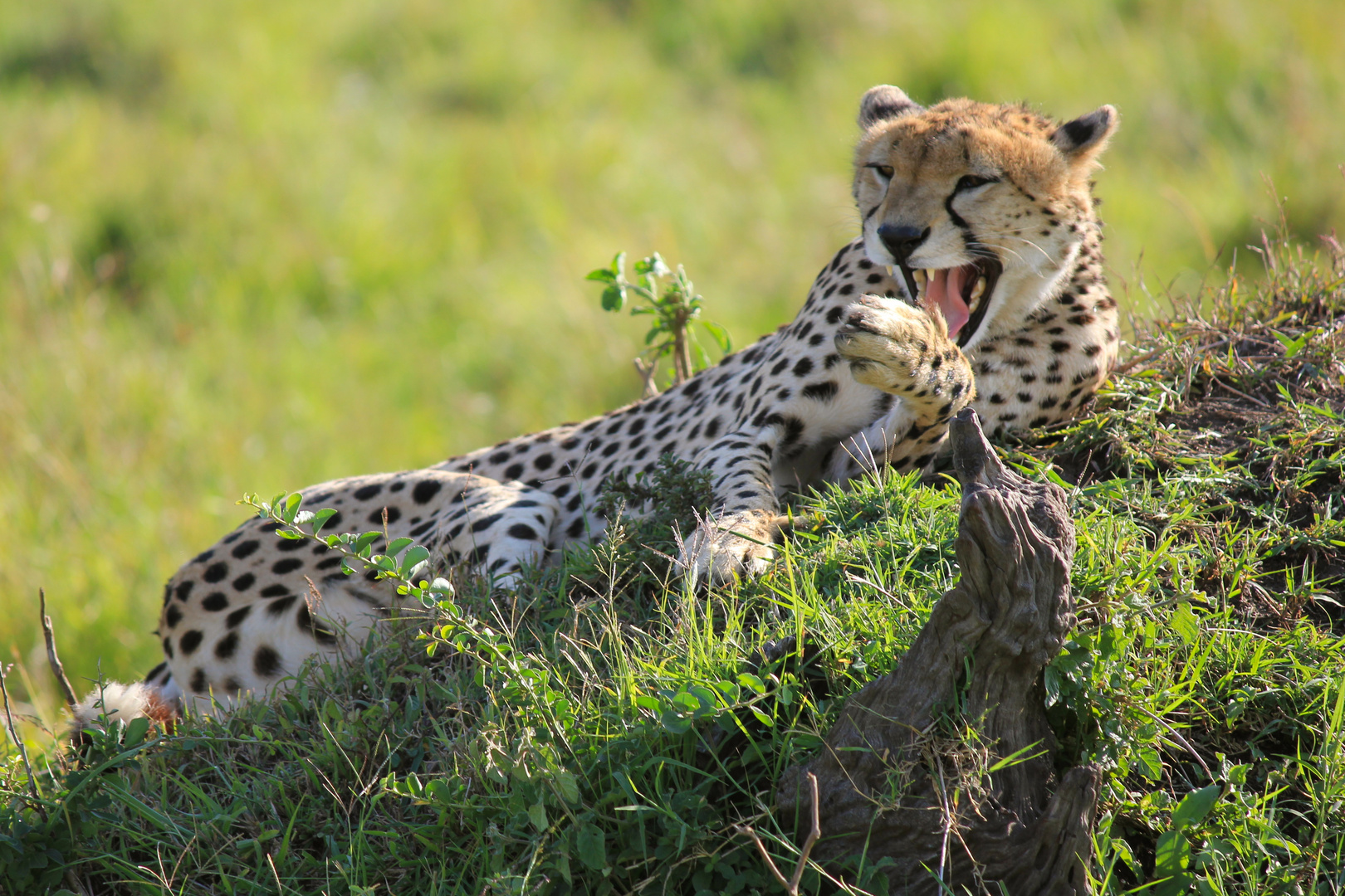 Gepard Masai Mara