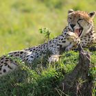 Gepard Masai Mara