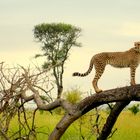 Gepard mit 3 Gelbschnabeltokos im Krugerpark