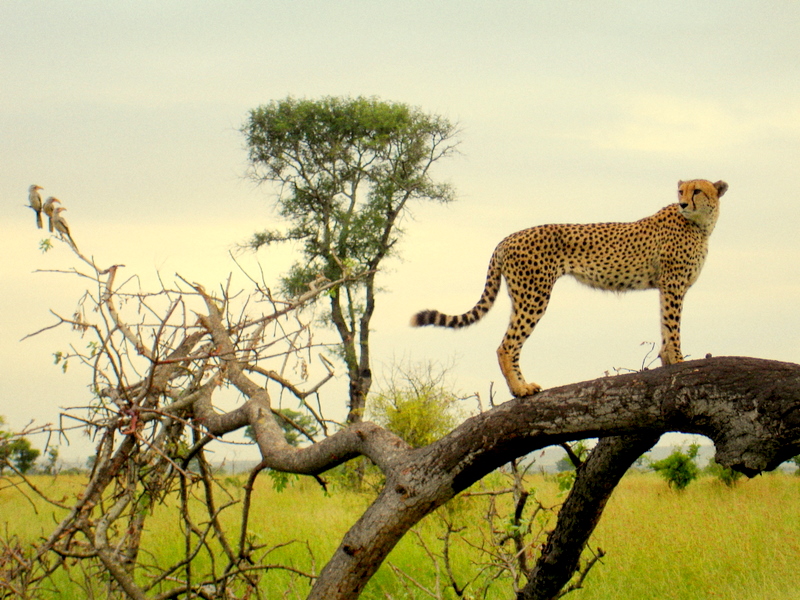 Gepard mit 3 Gelbschnabeltokos im Krugerpark von Peter Bruders 