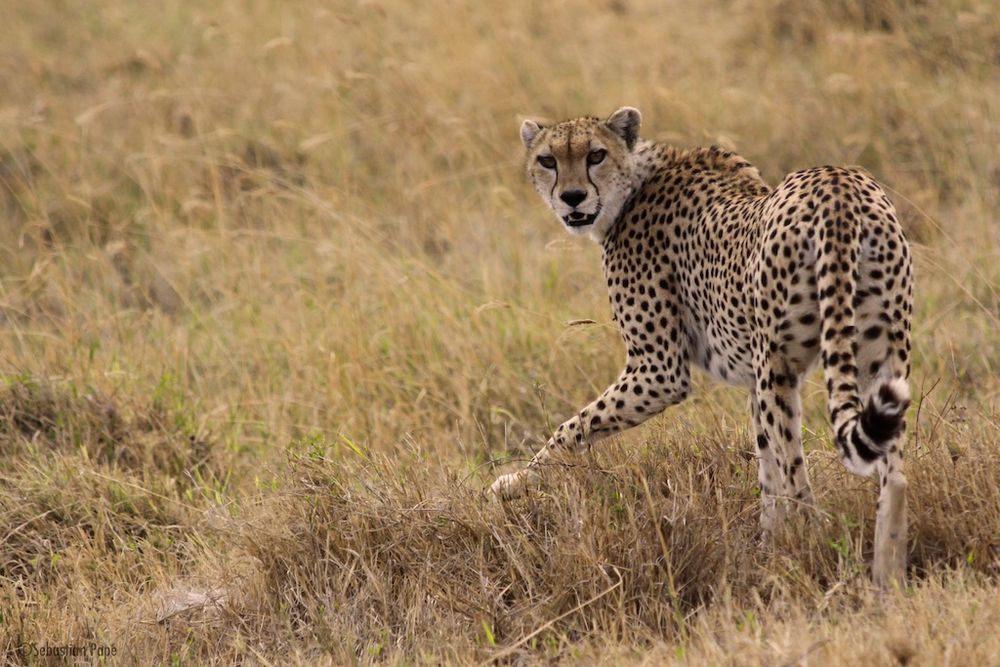 Gepard mit Augenkontakt