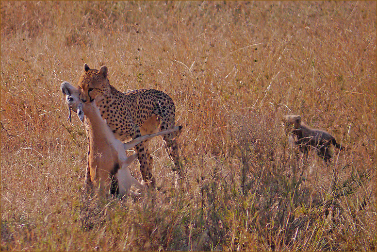 Gepard mit Beute...