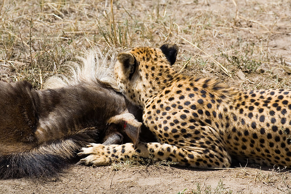 Gepard mit Beute