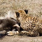 Gepard mit Beute