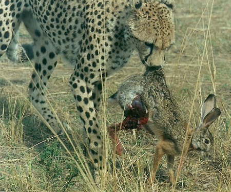 Gepard mit Hasenbeute