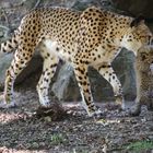 Gepard mit Jungtier 