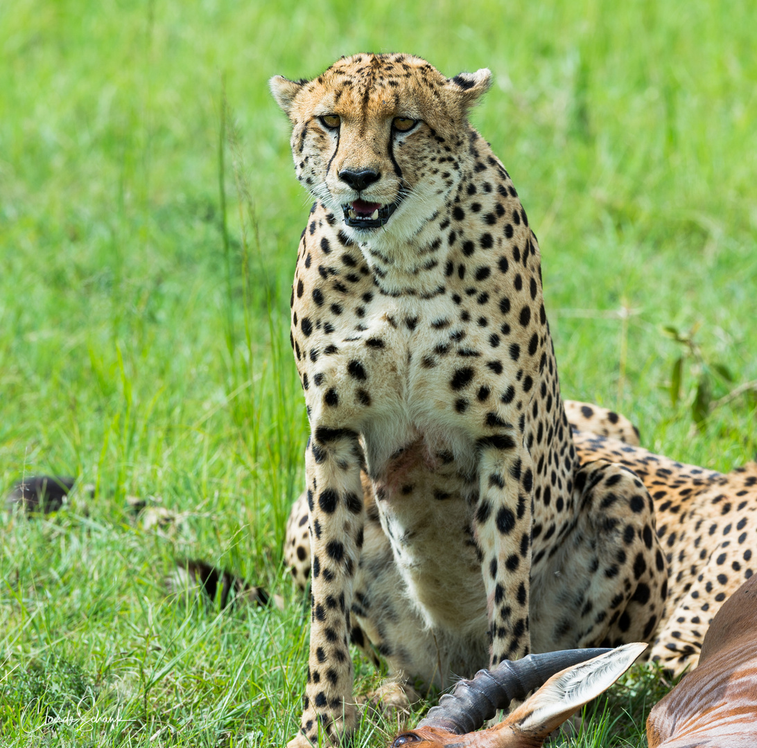 Gepard mit Leierantilope