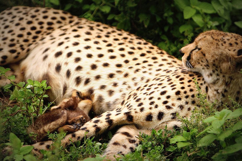 Gepard mit Säugling