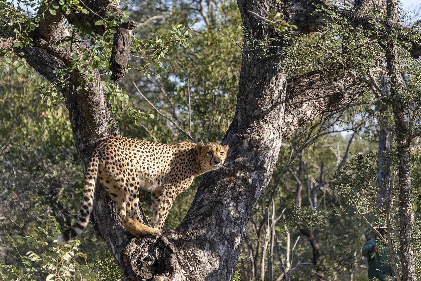 Gepard mit Überblick