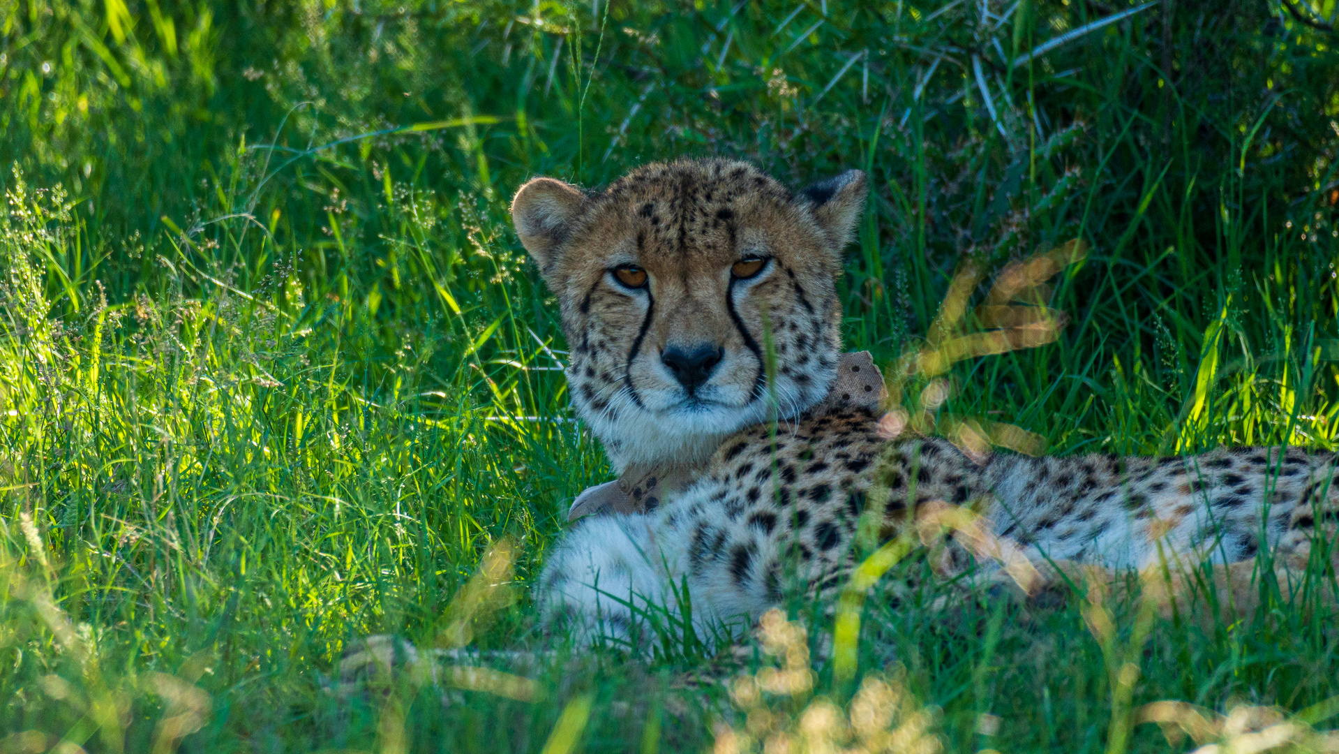 Gepard @ Mountain Zebra National Park, Südafrika